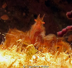 Here's "Hairy"! - A cute Orangetan crab! Found this hairy... by Claudette Muller 